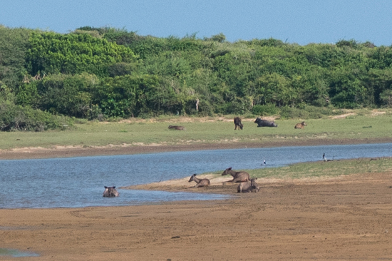 Yala National Park-1160