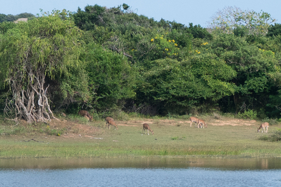 Yala National Park-1170