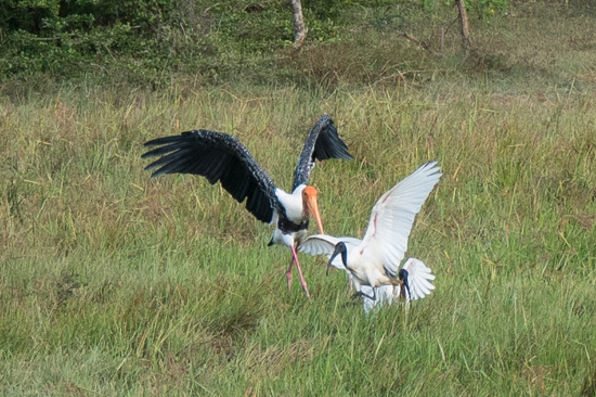 Yala National Park Ruzie tussen Painted Stork en Black headed ibis-1180