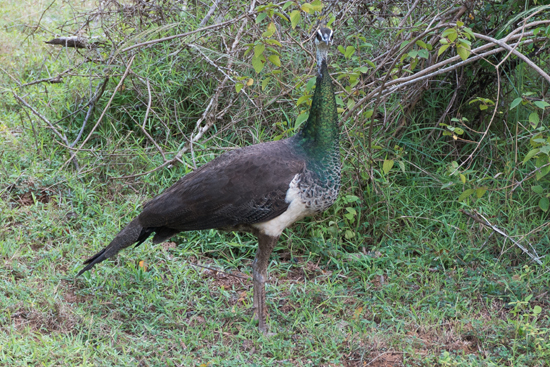 Yala National Park-1190