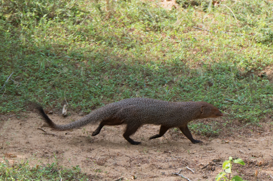 Yala National Park Mangoest-1200