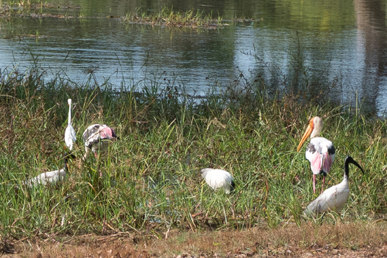 Yala National Park-1210