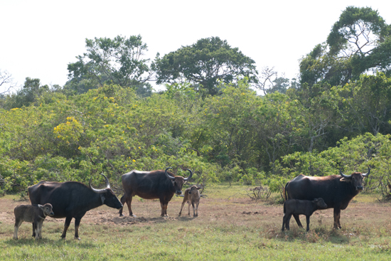 Yala National Park Buffels-1220