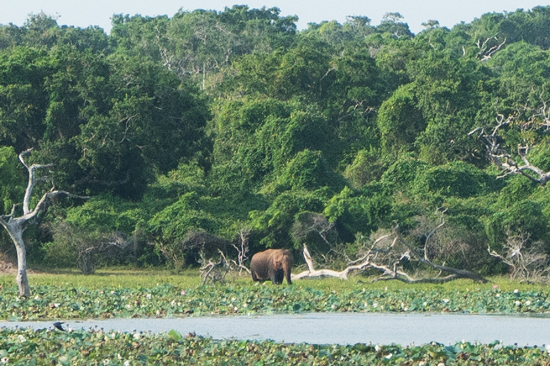 Yala National Park Olifant-1230