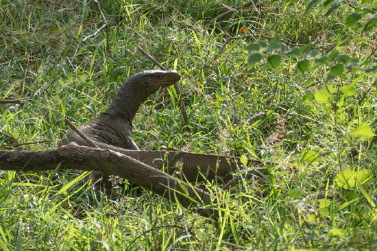 Yala National Park Indische varaan (Varanus salvator)-1240