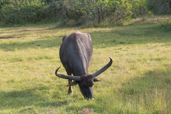 Yala National Park Buffel met enorme horens-1250