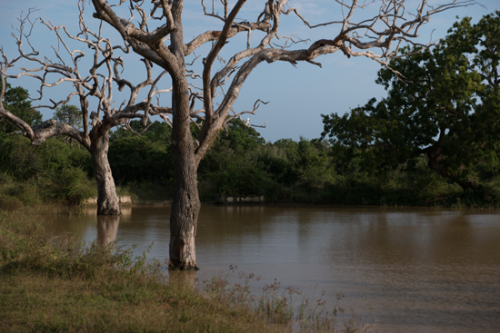 Yala National Park-1260