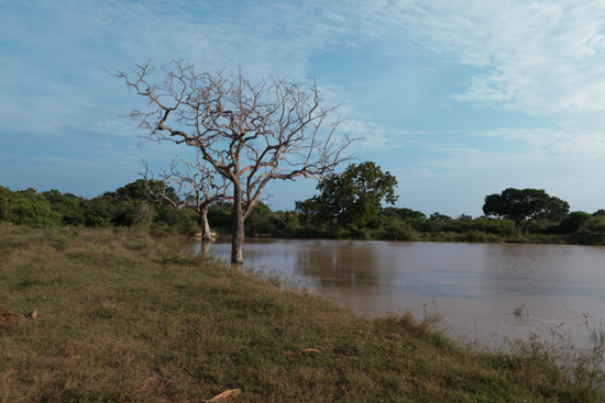 Yala National Park-1270