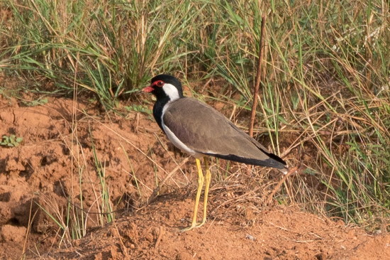 Yala National Park Yellow-wattled Lapwing Vanellus malabaricus-1280