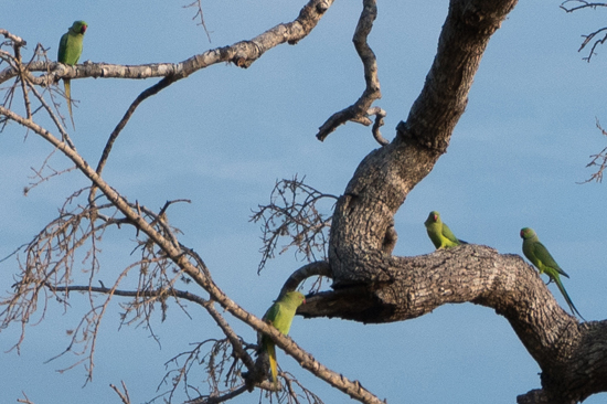 Yala National Park-1290