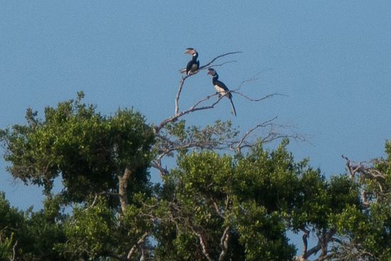 Yala National Park Een paartje Neushoornvogels-1300