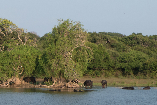 Yala National Park-1310