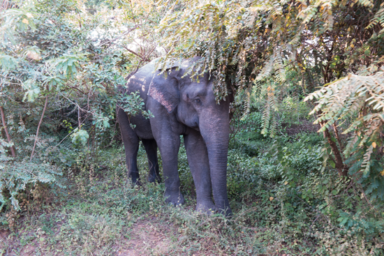 Yala National Park-1320