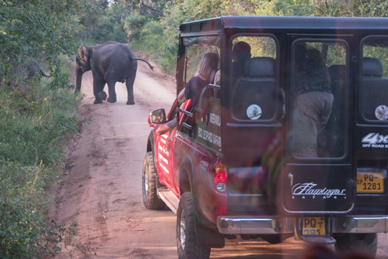 Yala National Park Overstekend wild-1330