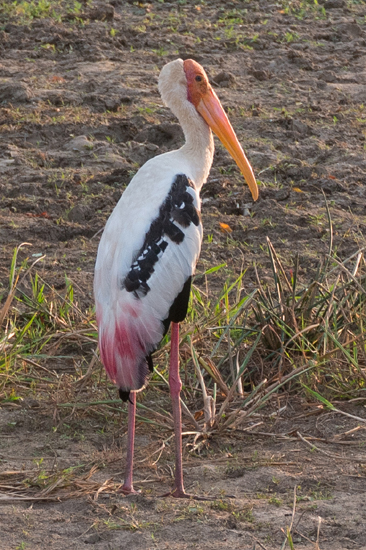 Yala National Park Painted stork-1340