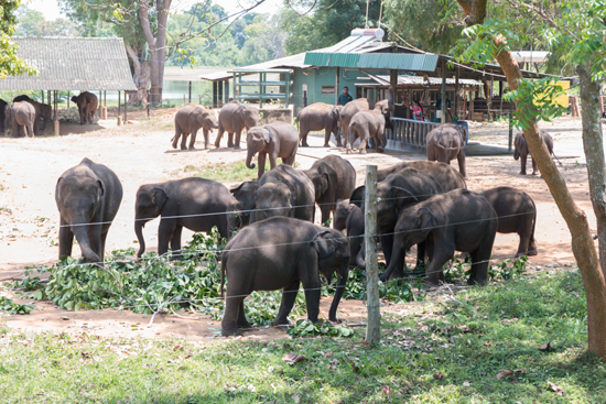 Udawalawe Transit Home Opvangcentrum voor olifanten-1370