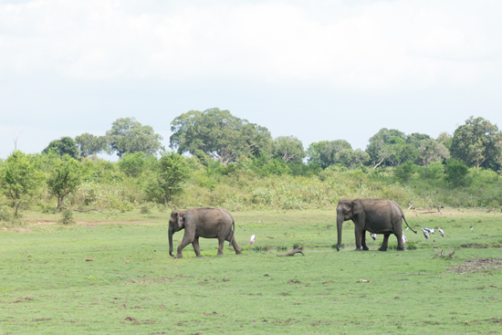 Udawalawe National Park-1400