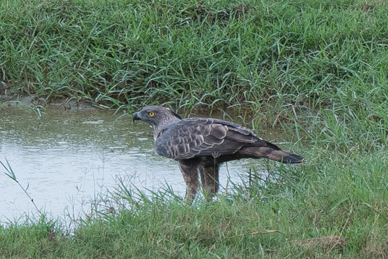 Udawalawe National Park Changeable Hawk Eagle -(Spizaetus cirrhatus)-1410