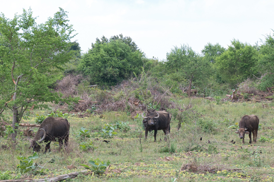 Udawalawe National Park-1450