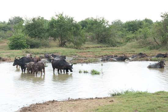 Udawalawe National Park-1460