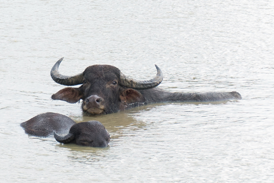 Udawalawe National Park-1470