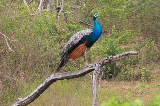 Udawalawe National Park Pauw in boom-1500