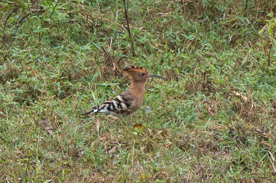 Udawalawe National Park Hop-1510