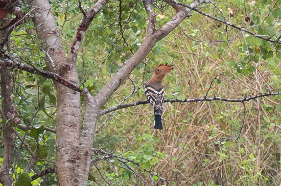 Udawalawe National Park Hop-1520