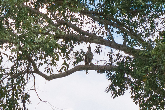 Udawalawe National Park Changeable (Crested) Hawk-eagle - Nisaetus cirrhatus-1530