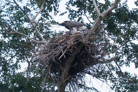 Udawalawe National Park Visarend in nest hoog in de boom-1560