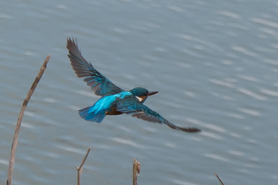 Udawalawe National Park IJsvogel vliegend, was me nog nooit gelukt om ze vliegend of duikend te fotograferen.-1580