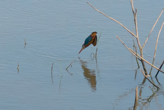 Udawalawe National Park IJsvogel in duikvlucht naar vis-1590