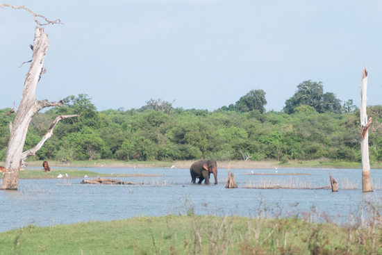 Udawalawe National Park-1600