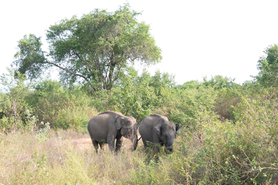 Udawalawe National Park-1610