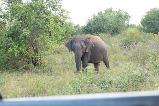 Udawalawe National Park-1620