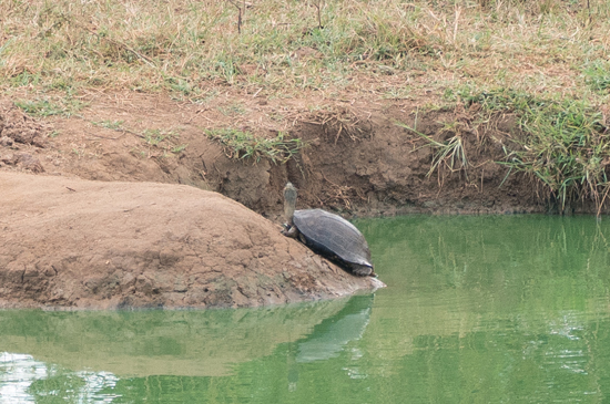 Udawalawe National Park Schildpad-1630