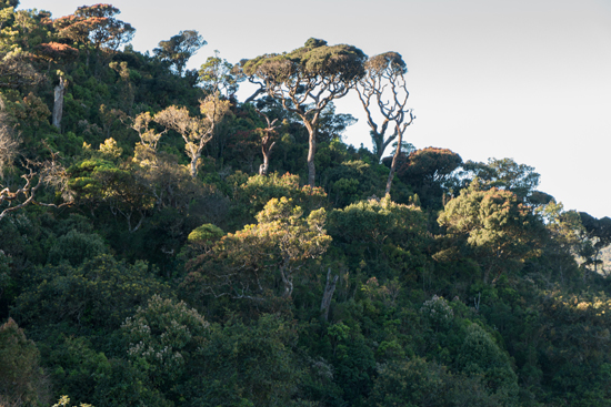 Horton Plains Prachtige en wisselende landschappen-1910