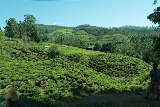 Kandy Theeplantages-1980