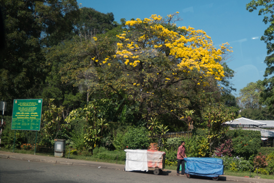 Kandy - Paradeniya Royal Botanic garden-2020