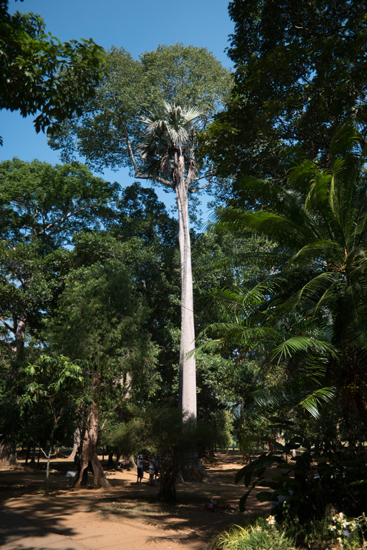 Kandy - Paradeniya Royal Botanic garden-2030