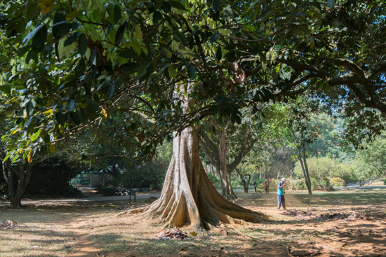 Kandy - Paradeniya Royal Botanic garden-2040