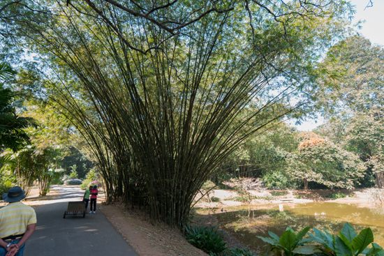 Kandy - Paradeniya Royal Botanic garden  Zeer hoog Bamboe-2060
