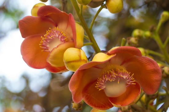 Kandy - Paradeniya Royal Botanic garden  Bloem van Kanonskogel boom Couroupita guianensis-2070