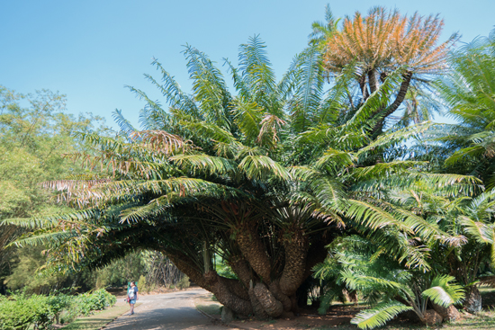 Kandy - Paradeniya Royal Botanic garden  Enorme palmboom-2080