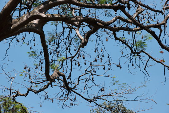 Kandy - Paradeniya Royal Botanic garden  Duizenden Vliegende honden in de Tembusu (Fagraea flagrants) bomen-2120