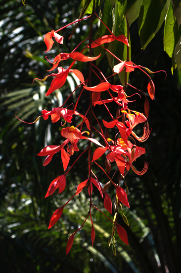 Kandy - Paradeniya Royal Botanic garden  Bloemen als kroonluchters van de Amherstiae nobilis boom  oorspronkelijk uit Birma-2155