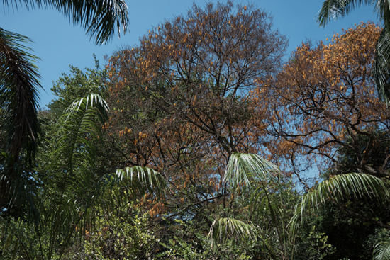 Kandy - Paradeniya Royal Botanic garden-2180