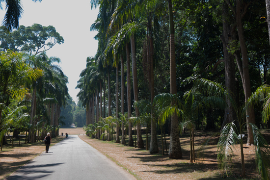 Kandy - Paradeniya Royal Botanic garden  Royal Palm Avenu met statige palmen-2190