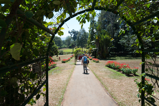 Kandy - Paradeniya Royal Botanic garden  Flower Garden-2200