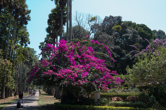 Kandy - Paradeniya Royal Botanic garden  Prachtig bloeiende Bougainville-2210